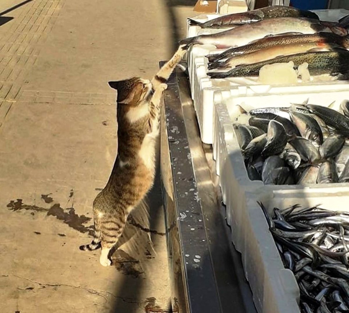 feeding cats fish
