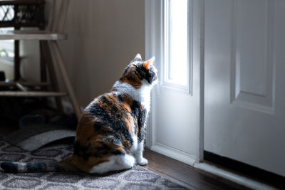 cat at the door
