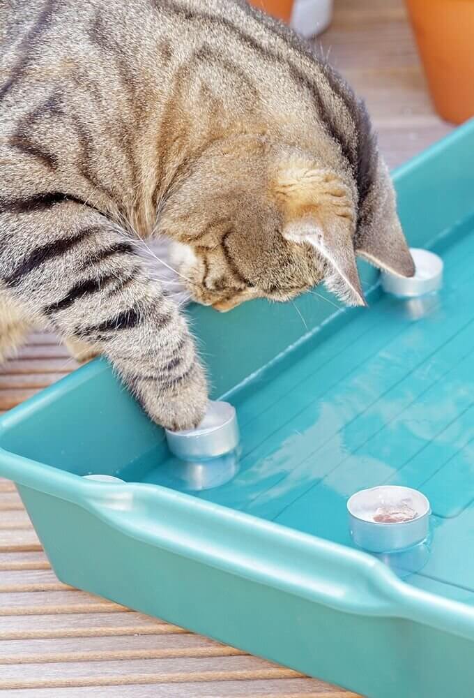 make cat toys out of mini pool