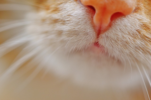 cat dry nose