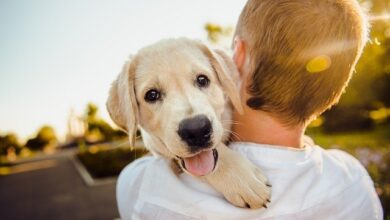 puppy hug